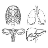 reeks van schetsen en hand- getrokken menselijk orgaan vector