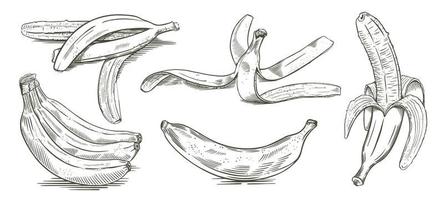 een reeks van schetsen van bananen van verschillend hoeken. bundel van fruit, geschild banaan, hand- getrokken Pel. geïsoleerd Aan wit achtergrond. vector. vector