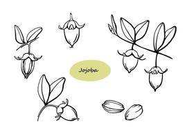 jojoba zaden, takken, noten vector tekening. zwart en wit schets botanisch illustratie. hand- getrokken ontwerp elementen voor biologisch schoonheidsmiddelen en jojoba olie.