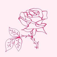 hand- getrokken rozen met blad. tekening van roos bloem. roos bloem illustratie in hand- getrokken stijl. schattig bloem. roze schets. vector