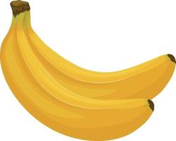 bananen. beeld van bananen. rijp tropisch fruit. een rijp Afdeling van bananen. vector illustratie geïsoleerd Aan een wit achtergrond