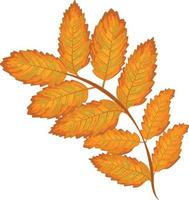 lijsterbes blad . geel herfst blad van berg as. lijsterbes blad. herfst vector illustratie geïsoleerd Aan een wit achtergrond