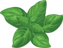 basilicum. groen basilicum bladeren. een geurig fabriek voor kruiden. vector illustratie geïsoleerd Aan een wit achtergrond