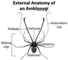 externe anatomie van een amblypygi op een witte achtergrond vector