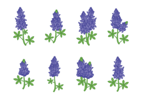 Bloebonnet Bloemvectoren vector