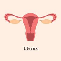 icoon, banier, poster, vlak illustratie met menselijk baarmoeder en tekst baarmoeder vector