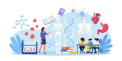 anatomie school- onderwerp. studenten aan het studeren menselijk skelet. leraar richten Bij schoolbord, onderwijs kinderen. leerlingen leren zenuwachtig, bot, organen, bloed systemen. biologie klassen, geneeskunde vector