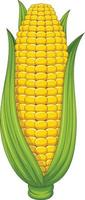zoet maïs maïskolf Aan wit achtergrond vector