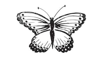 vlinder hand getekende vectorillustraties. vector