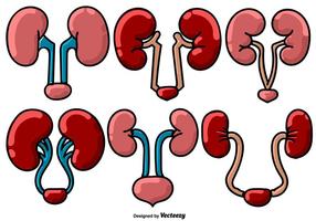 Vector Nierkleurige Pictogrammen - Urologie