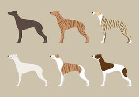 Whippet hond vector