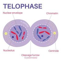 telofase is de laatste fase van mitose. vector