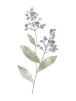 waterverf modieus fabriek. vector illustratie voor web, app en afdrukken. elegant vrouwelijk vorm floristisch geïsoleerd wild bessen bloemen. tuin, botanisch, minimalistisch bloemen element.