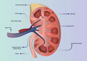 Nieranatomie vector