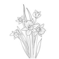 gele narcis bloesem bloemen en Afdeling vector illustratie. hand- tekening vector illustation voor de kleur boek of bladzijde zwart en wit gegraveerde inkt kunst, voor kinderen of volwassenen.