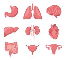 menselijk orgaan set. hart, brein, longen, lever, maag, ingewanden, blaas, nieren, baarmoeder en eierstokken. intern organen. ontwerp element voor geneesmiddel, biologie, onderwijs. vector illustratie.