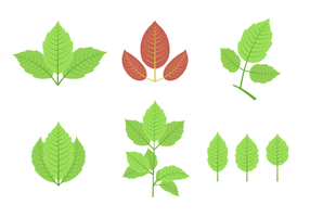 Gif ivy vector