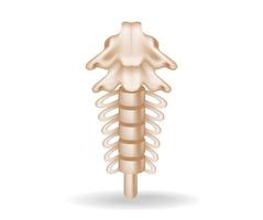 concept vlak 3d isometrische illustratie van spinal anatomie uitknippen vector