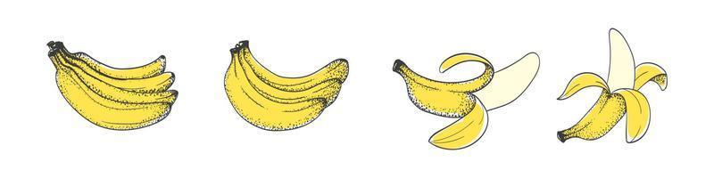 bananen. reeks van hand- tekening bananen. tekenfilm bananen. tekening vruchten. vector illustratie