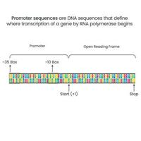 promotor dna opeenvolgingen genoom wetenschappen vector illustratie infographic