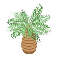 tropisch palm boom icoon, isometrische stijl vector