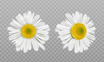 realistisch voorjaar kamille, madeliefje bloemen vector