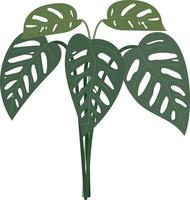 monstera adansonii fabriek indor outdor huis vector