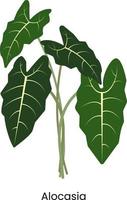 alocasia huis fabriek vector