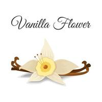 vanille bloem illustratie ontwerp vector