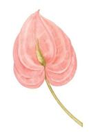 waterverf anthurium roze bloem. hand- getrokken illustratie van tropisch exotisch fabriek Aan geïsoleerd achtergrond. botanisch tekening voor groet kaarten of bruiloft uitnodigingen in oerwoud stijl. kleurrijk schetsen vector