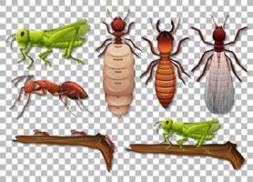 set van verschillende insecten geïsoleerd op transparante achtergrond vector