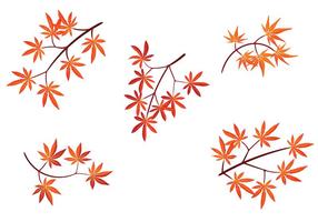 Set Japanse Esdoornbladeren Met Geïsoleerd Op Een Witte Achtergrond vector