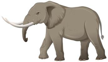 volwassen olifant met ivoor in cartoonstijl op witte achtergrond vector