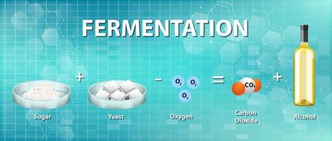 alcoholische fermentatie chemische vergelijking vector