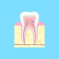 anatomisch structuur van tand in sectie. bot vorming in gom gedekt met glazuur en met bundels van zenuwen en haarvaten binnen vector holte van pulp
