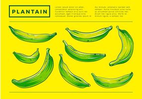 Plantain Hand Tekening Gratis Vector