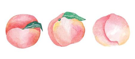 perziken geschilderd met aquarel.handgeschilderd fruit schilderij.ingrediënt voedsel. vector