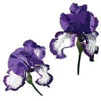 iris bloemen botanisch bloem. wild voorjaar blad wilde bloemen geïsoleerd. geïsoleerd irissen vector