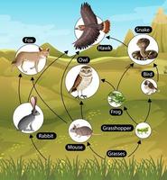 onderwijsaffiche van biologie voor diagram van voedselketens vector