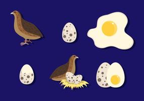 Flat Quail Met Ei vector