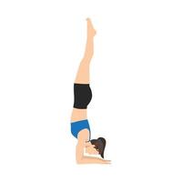 vrouw aan het doen gevederde Pauw houding, onderarm stellage. praktijk pincha mayurasana. vlak vector illustratie geïsoleerd Aan wit achtergrond