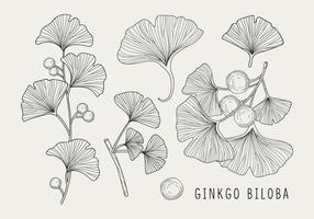 Ginkgo Biloba Handdrawn Illustratie vector