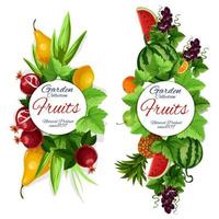 tuin fruit, druif met bladeren geïsoleerd banier vector