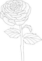 illustratie van een rununculus bloem, vector schetsen potlood kunst, boeket bloemen kleur bladzijde en boek geïsoleerd Aan wit achtergrond clip art.