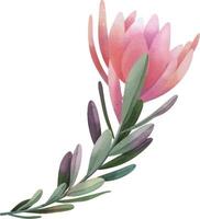 hand- getrokken waterverf roze protea bloemen, geïsoleerd illustratie Aan een wit achtergrond vector