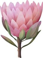 hand- getrokken waterverf roze protea bloemen, geïsoleerd illustratie Aan een wit achtergrond vector