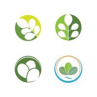 moringa blad logo sjabloon vector symbool natuur