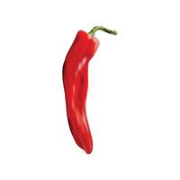 realistisch vector rood chili peper geïsoleerd Aan wit achtergrond.