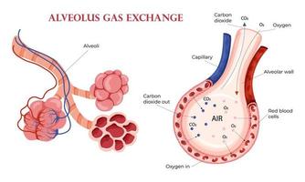 longblaasjes zuurstof en koolstof dioxide uitwisseling in longen vector