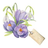 waterverf hand- getrokken samenstelling met voorjaar bloemen, krokus, bladeren en stengels, boog, geschenk label. geïsoleerd Aan wit achtergrond. voor uitnodigingen, bruiloft, groet kaarten, behang, afdrukken, textiel. vector
